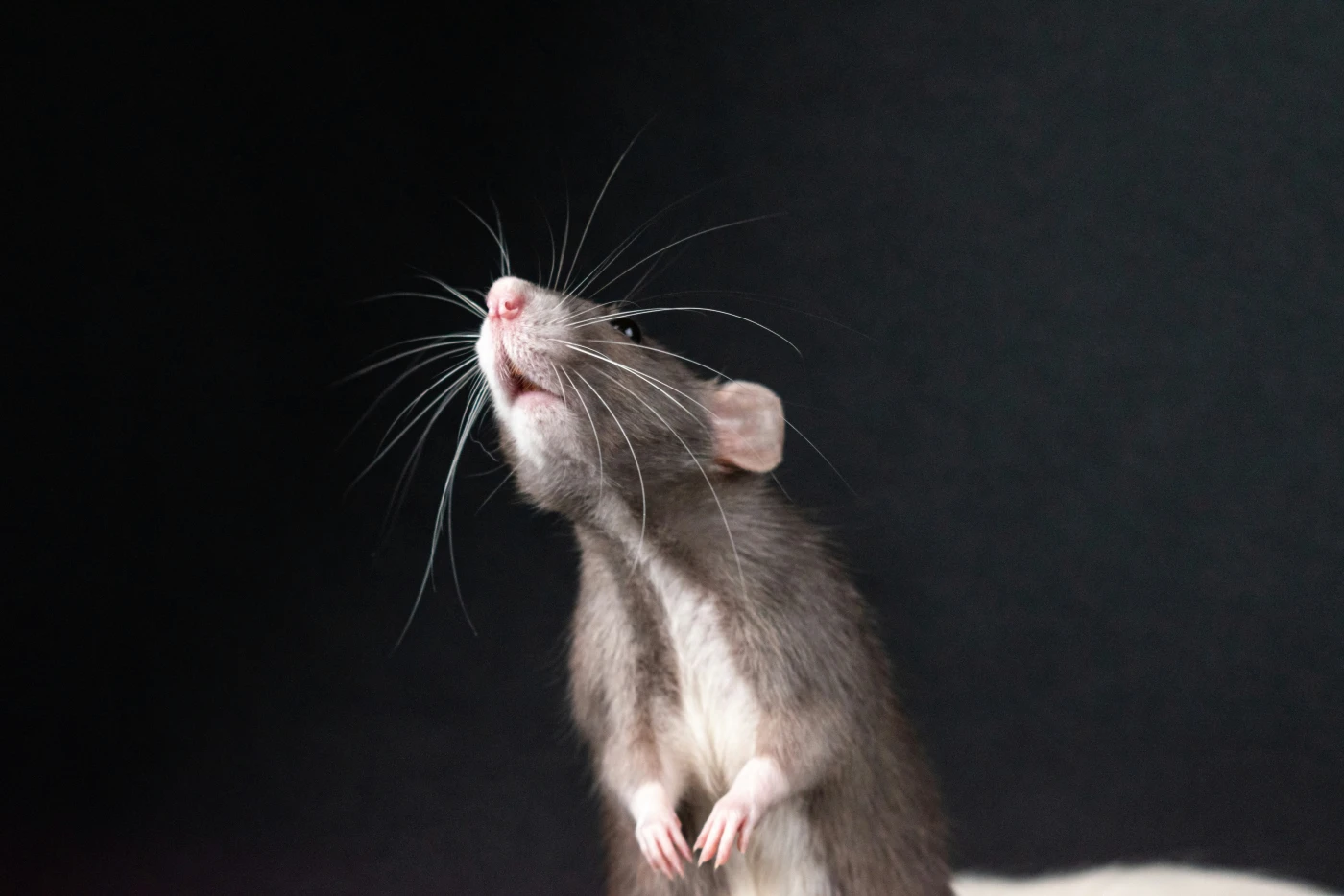 A close-up portrait of a small rodent against a dark background, the kind of mouse that sheds hantavirus through urine, droppings, and saliva.